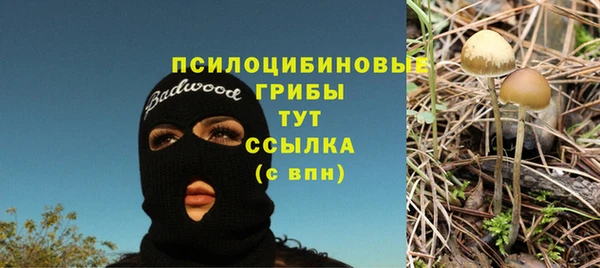 гашик Алексин